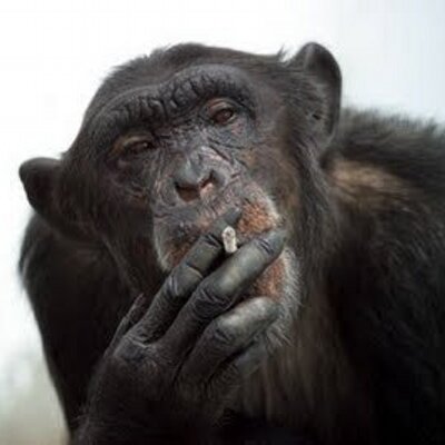 https://pbs.twimg.com/profile_images/1504019477/chimp_hank_smokes_400x400.jpg