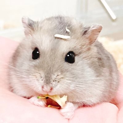 9匹のジャンガリアンハムスターを飼ってます🐹ブルサファ8匹🐹＋ノーマル1匹🐹詳しくは固定ツイにて٩( 'ω' )و