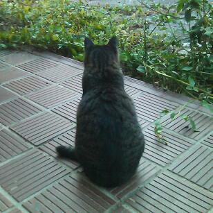 MasaharuFukuda's profile picture. 腎不全末期の保護猫ニャンと二人暮らしです。皆さんのツイートを参考にさせていただいています。無言フォロー、失礼します。