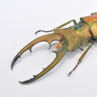 キクロ マニア (@cyclommatus_man) Twitter profile photo