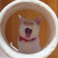 ツバサF (@tsubasa__f) 's Twitter Profile