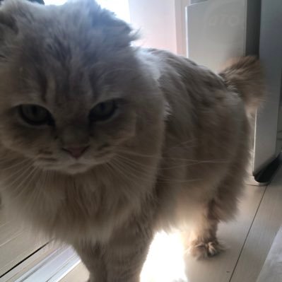 jun1_low's profile picture. 全ての🐶😻達に幸せな人生を❤️