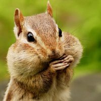 Macobuk | nft.web3.crypto (@macobuknft) 's Twitter Profile