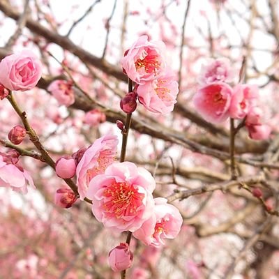 猫・観葉植物・多肉植物・サボテン・ロボホンましろくん・かわいい物好きの主婦
YouTubeひまにゃん多肉というチャンネル名で始めました!