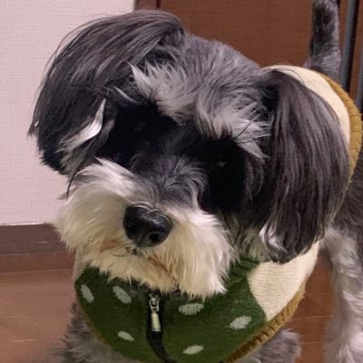 とっくに成人済みのちいかわのハチワレちゃん/ブルロは御影 玲王推し/サンリオはタキシードサムくんとシナモンが好き。Xは見る専門なので、自分からはほとんど発信しないけどたまに交換でお声がけさせていただいています。なのでフォロワー数は少ないんですが、誠心誠意込めてお取引に取り組んでおります。