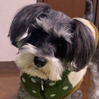 ｼﾞｭﾘｨᐡ ᐧ ﻌ ᐧ ᐡ♡ (@juliechopper) Twitter profile photo