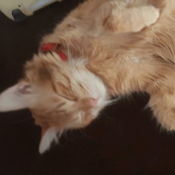 soadarmy's profile picture. 