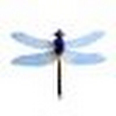 GazzoliStefano's profile picture. 