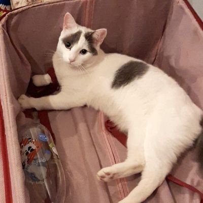 __santis's profile picture. 