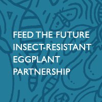 Feed the Future Insect-Resistant Eggplant(@Bt_eggplant) 's Twitter Profileg