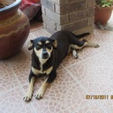 Hannah Rios - @TheDogHannah - Twitter