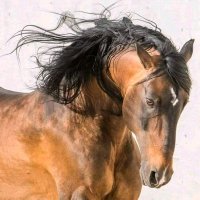 Terazi(@Terazi76) 's Twitter Profile Photo Terazi(@Terazi76) 's Twitter Profile Photo