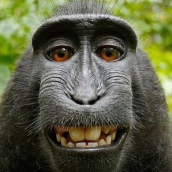 DON’T DO ANYTHING I SAY OR YOU WILL BECOME LIKE ME 🦍🐒🦧 I am ape