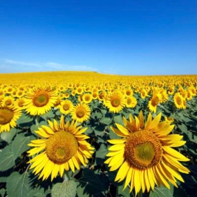 twittypoo2's profile picture. writer, reader, lover of art, history, lefty politics, travelling and anything with cheese in it. No DMs, sorry 😕