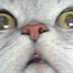 Mr. Cat (@MrCatboyyy) Twitter profile photo