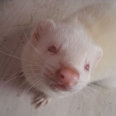 cis woman (she/her) who loves ferrets, cheese, jelly sweets and human rights. Currently have 7 of the little troublemakers. 
https://t.co/rgKNtUmM0B