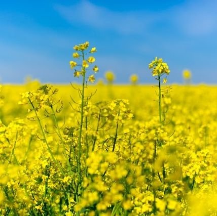 goksenia's profile picture. Qualitative medical sociologist