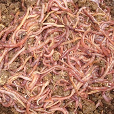#Biofertilizantes.. #Lombrices y larvas vivas para super-alimentación de aves y peces.

#Humus concentrado para fertilizar tus #plantas .

#Maracay _ #UCV
