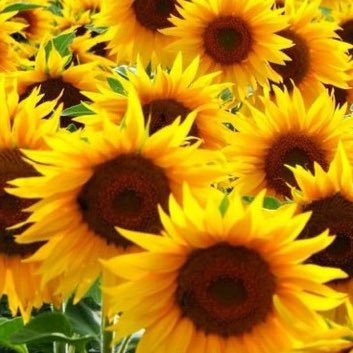 etiides's profile picture. MA, National security, Interests - Strategic culture, war studies, civil-military relations and brass music. Retweets&likes not endorsement.