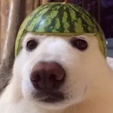 LePacow's profile picture. Larus argentatus pour vous servir SUPP VTY