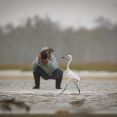 Bird Photography with a purpose: bringing awareness about the natural world. Specialist of North American Wading bird portraits & Nuptial plumage displays.