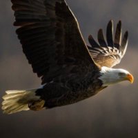 James (@panda01152) 's Twitter Profile