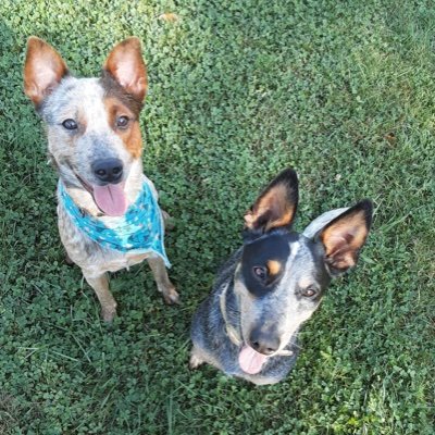 Heeler9521's profile picture. ⚜️🏈  🐼🏳️‍🌈