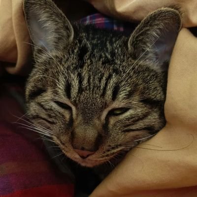 sleepyDさんのプロフィール画像
