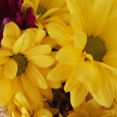 IngridAmelia7's profile picture. scientifically bold with a heart of gold