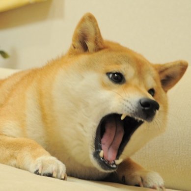 $ANFD (Angry-Non-Fungible-Doge) is shared ownership the Angry Ðoge NFT • Own history with this angry yellow doggo • Discord: https://t.co/lRCUAAHZUx