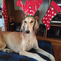 Drommie🌈 the Doxie Mix and Her Saluki Siblings(@LynnAnd1313) 's Twitter Profile Photo