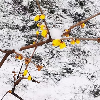 laoli776's profile picture. 