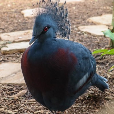 Night_Star_21's profile picture. Anime kid who kinda grew up. Juggling the cosplaying and costuming with the full time job and wondering when I got to my 30s