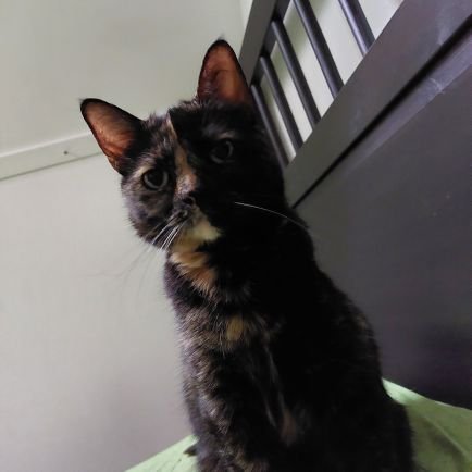 blektar's profile picture. fuck Netflix, NPO en chill