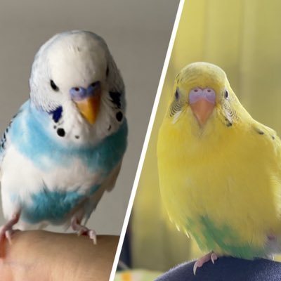 セキセイインコと暮らしています。2021年5月中旬生まれの✨そら（蒼）✨と2021年10月下旬生まれの✨れもん（檸檬）✨です🐤Instagram始めました❗️よろしくお願いします😄