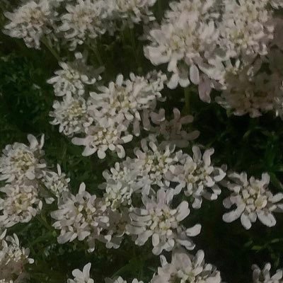 つげさんのプロフィール画像