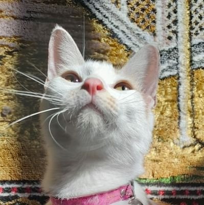 noniii11's profile picture. Welcome again 💖