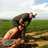 karenpercy's profile image