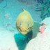 CryptoDiver (@cryptodiver007) Twitter profile photo CryptoDiver (@cryptodiver007) Twitter profile photo