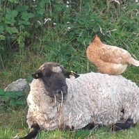 Ireland 32, (@32_ireland) 's Twitter Profile Photo