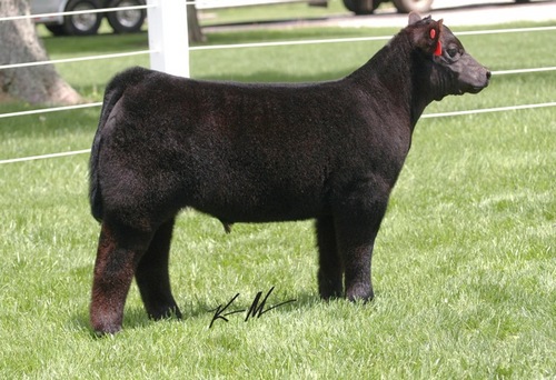 BGoettemoeller's profile picture. Breeder of fine show cattle. Offering Maine, Chi and club calf genetics