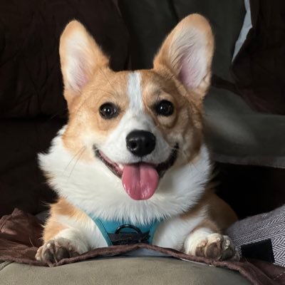 Pembroke Welsh Corgi from Maryland. Spoiled rotten by my daddy. The evil bunbuns & squirrels are my arch nemeses. Now give me some scritches!