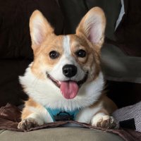 Annie The Corgi 🐶🍞 #CorgiCrew(@Anniethecorgi) 's Twitter Profile Photo