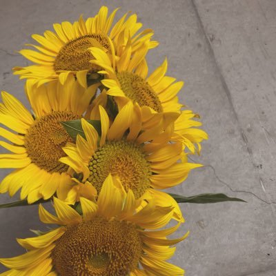 acoshegraph's profile picture. 