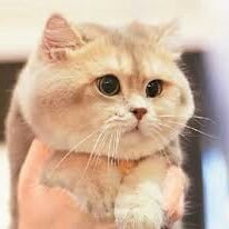 EboneeRosabella's profile picture. 네가 눈물을 흘리면, 먼저 젖은 것은 내 마음이다.