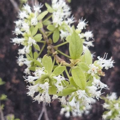 sathees47869708's profile picture. 