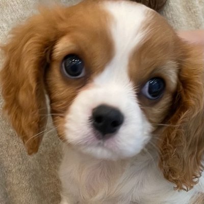 merumeru909's profile picture. キャバリアキングチャールズスパニエルのメル&ルイです💕 主のつぶやきやお知らせをゆるりと更新していきます🫠先住猫のルナとの日常などYouTube、TikTokに投稿してますので、ぜひフォローお願いします🐶🐱