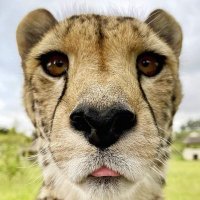 Carlos Hernández (@carlosh69895294) 's Twitter Profile