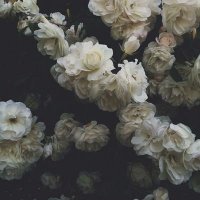 S.🌙☁️ (@_selenophilexx) 's Twitter Profile Photo S.🌙☁️ (@_selenophilexx) 's Twitter Profile Photo