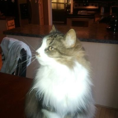 BMurray14623917's profile picture. Wife, mother, daughter, sister. Doing what I can to fight for what's right. Dog person with a cat. #Vote